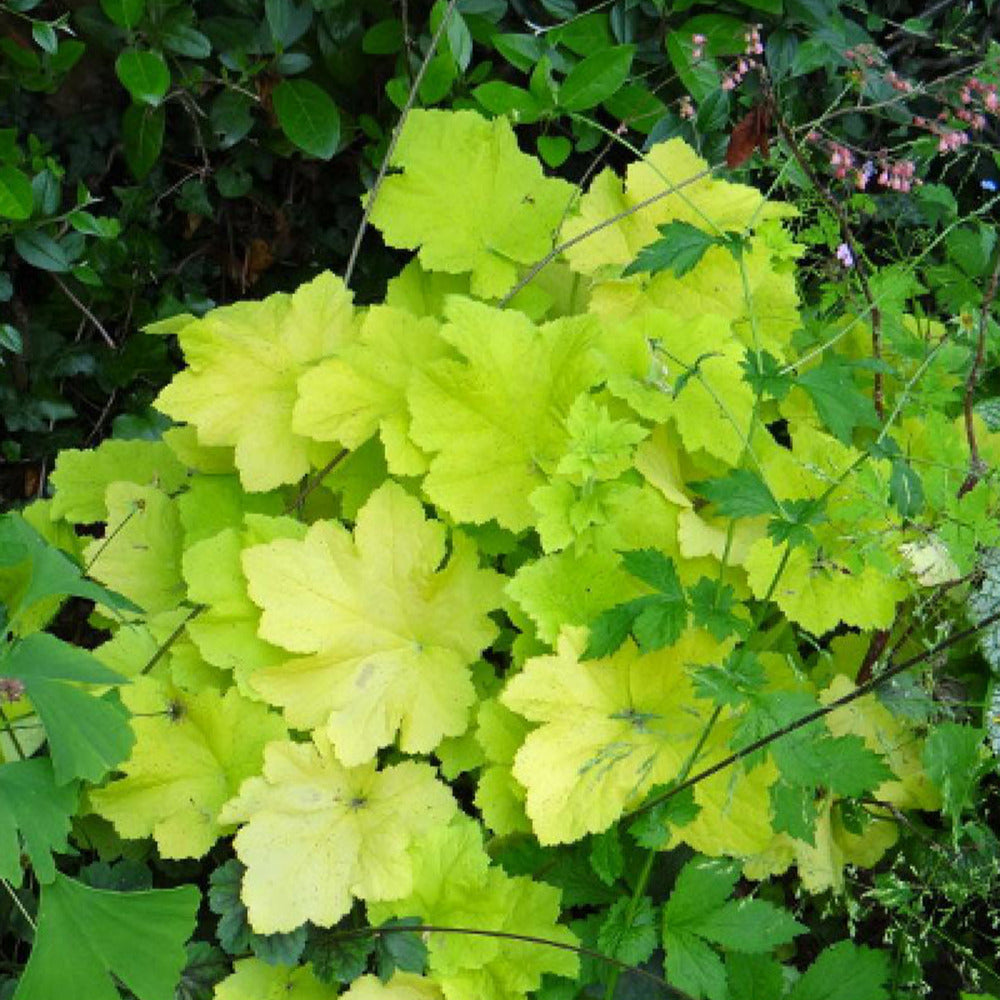 Purperklokje 'Citronelle' ® - Heuchera citronelle ® - Willemse