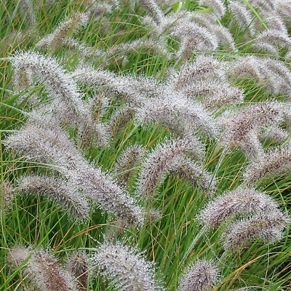 Lampenpoetsersgras 'Compressum' - Pennisetum alopecuroides (compressum) - Willemse