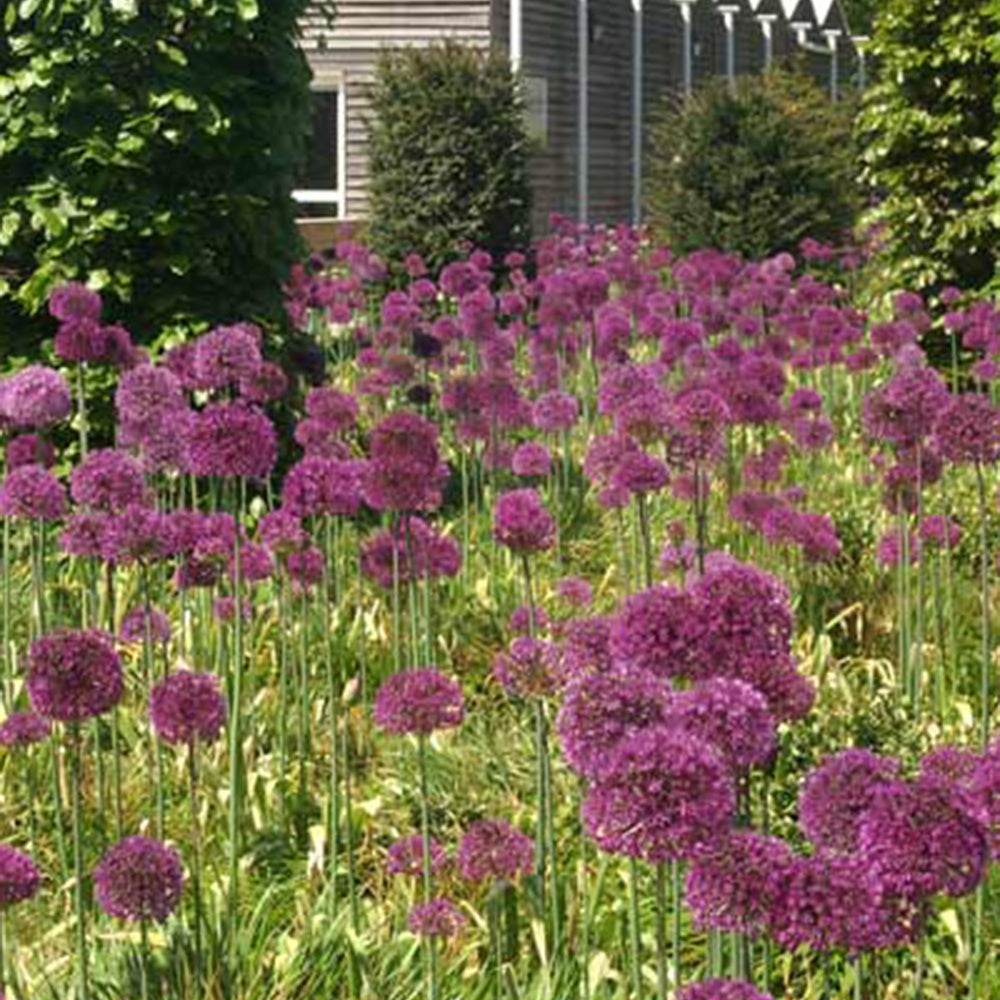 Allium giganteum - Grote sierui - Vaste planten