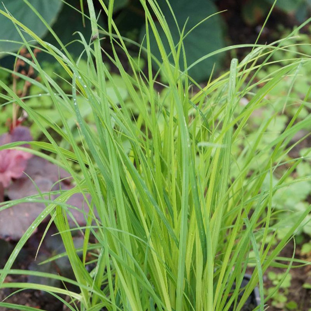 Moeraszegge - Carex acutiformis - Willemse