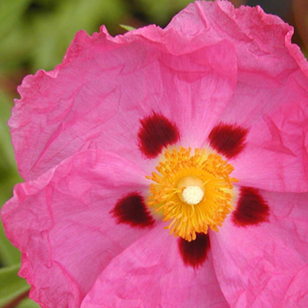 Roze cistusroos - Cistus purpureus - Willemse