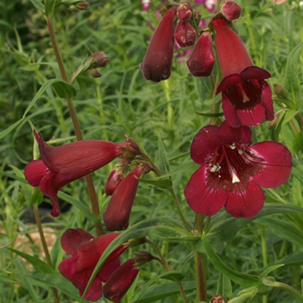 Slangekop 'Black Bird' - Penstemon blackbird - Willemse