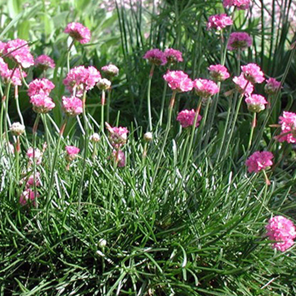 Engels gras 'Splendens' - Armeria maritima 'splendens' - Willemse