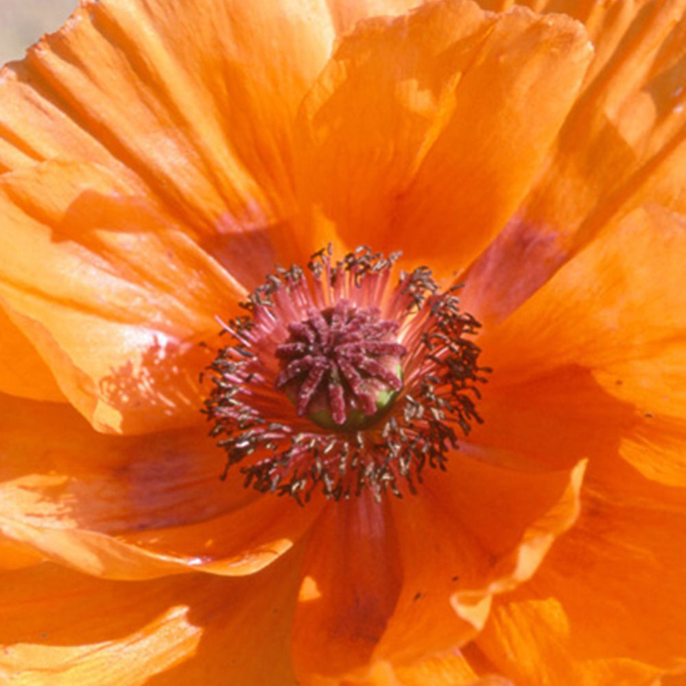 Oosterse klaproos 'Harvest Moon' - Papaver orientale harvest moon - Willemse