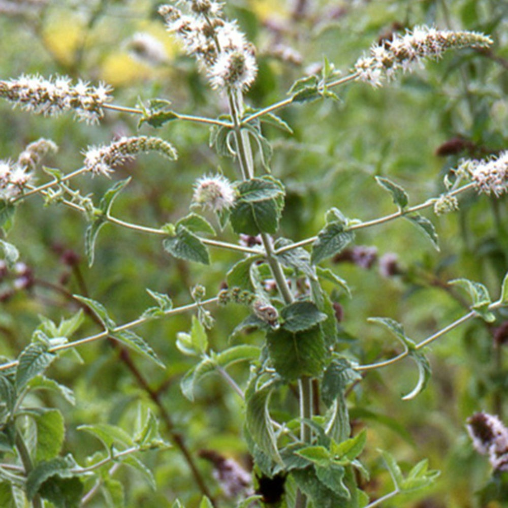 Mentha spicata - Marokkaanse munt 'Maroccan' - Munt