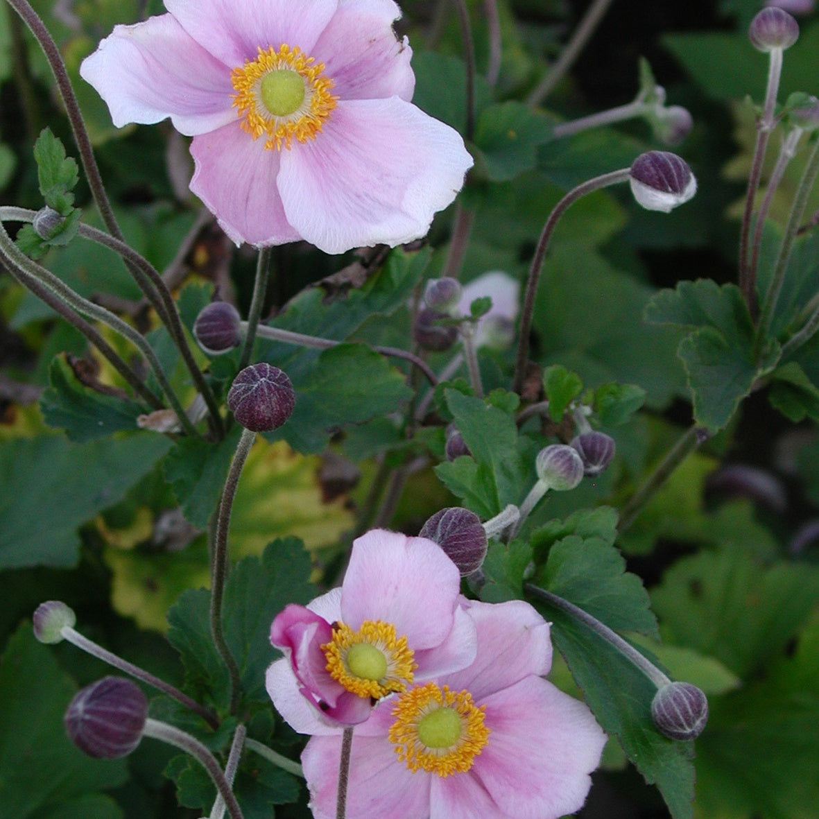 Anemone hupehensis September Charm - Herfstanemoon 'September Charm' - Vaste planten