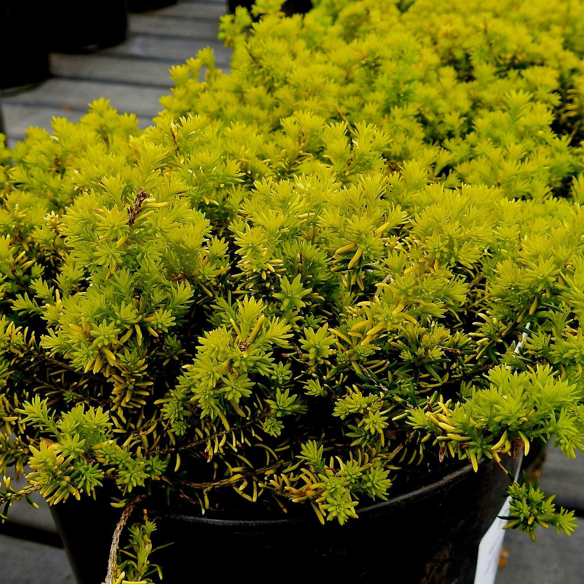 Winterheide 'Golden Starlet' - Willemse