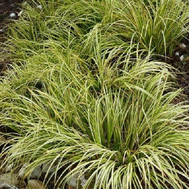 Dwergkalmoes 'Ogon' - Acorus gramineus ogon - Willemse