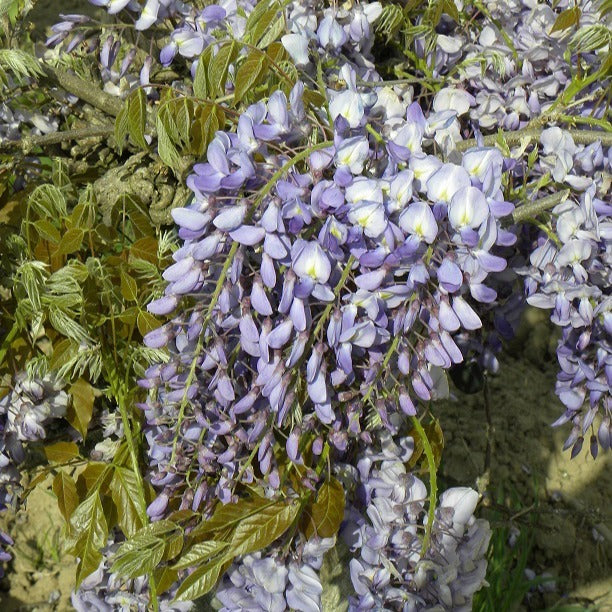 Blauwe regen 'Prolific' - Wisteria sinensis 'prolific' - Willemse