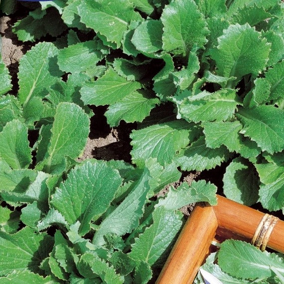 Groene Raapstelen - Brassica rapa - Willemse
