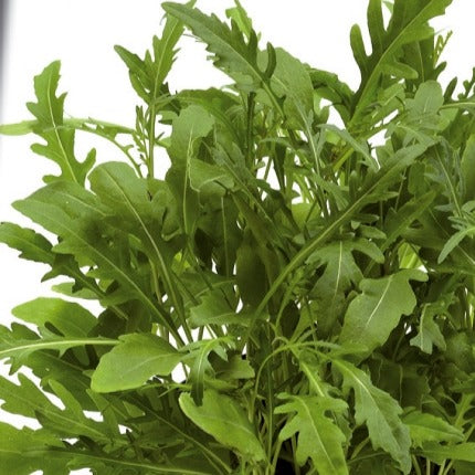 Wilde Rucola Sylvetta (Wild Rocket) - Willemse