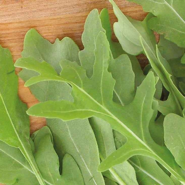 Rucola 'Rocky Wild' - BIO - Willemse