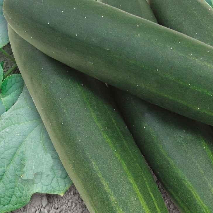 Komkommer 'Sonja F1' - BIO - Cucumis sativus sonja f1 - Willemse