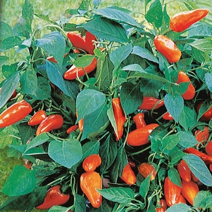 Potpaprika Tangerine Dream F - Willemse