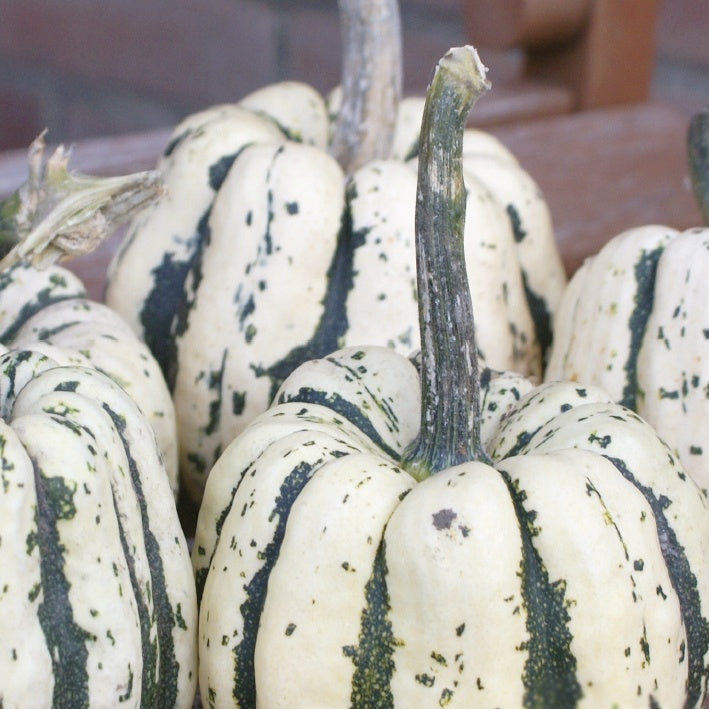 Pompoen Sweet Dumpling Bio - Cucurbita maxima Sweet Dumpling - Willemse