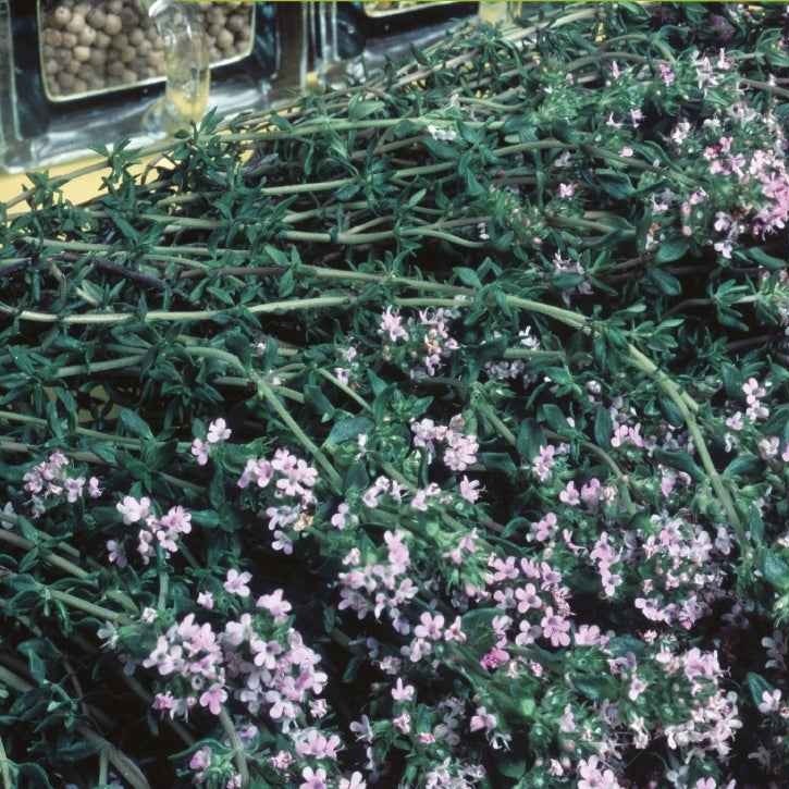 Echte tijm - BIO - Thymus vulgaris - Willemse