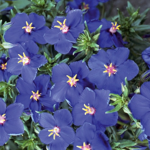Anagallis monelli - Blue Noon - Anagallis monelli ssp linifolia - Willemse