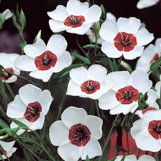 Rood vlas 'Bright Eyes' - Linum grandiflorum bright eyes - Willemse