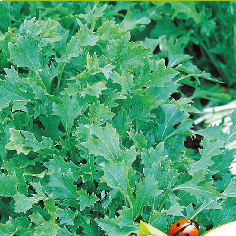 Bladmoes Namenia Bio - Brassica rapa - Willemse