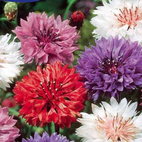 Dubbelbloemige korenbloem Mix - Centaurea cyanus - Willemse