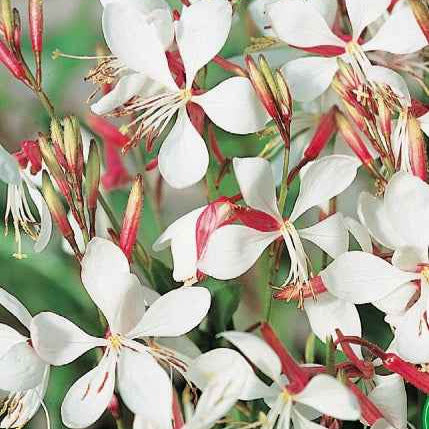Prachtkaars 'The Bride' - Gaura lindheimerii the bride - Willemse