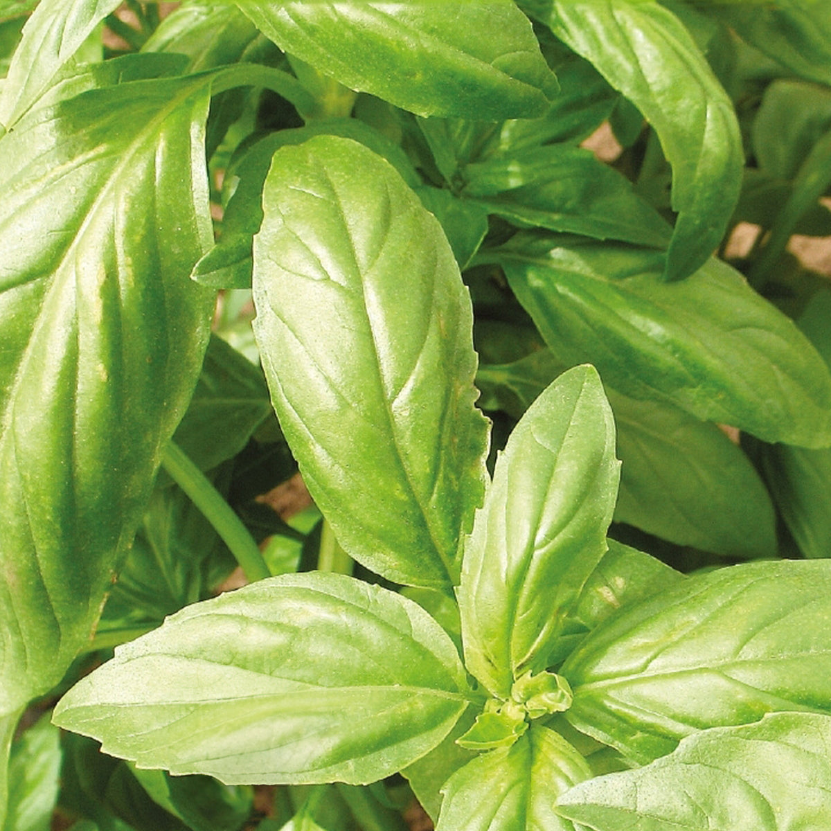 Kruidenzaden - Verzameling biologische kruiden - Collection de 4 aromatiques bio