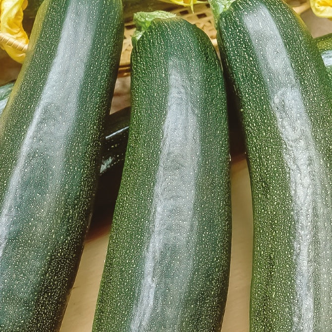 Courgette 'Black Beauty' - Cucurbita pepo black beauty - Zaden