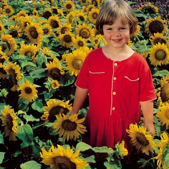 Zonnebloem 'Sunspot' - Helianthus annuus sunspot - Zaden