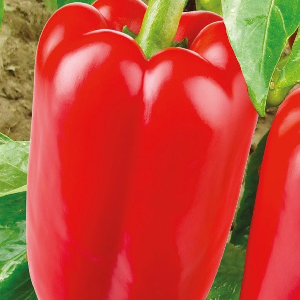 Paprika pakket Capsicum 'Plezierige Paprika' - Biologisch 10 m² - Groentezaden - Capsicum annuum jubilandska - Groentezaden