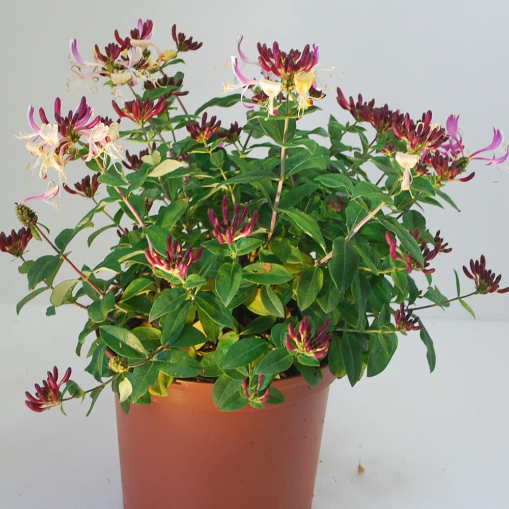 Lonicera periclymenum chic & choc ® 'inov205' - Kamperfoelie 'Chic & Choc' - Heesters