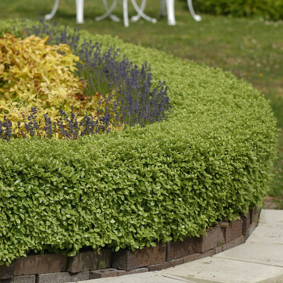 Australische laurier 'Golf Ball' - Willemse