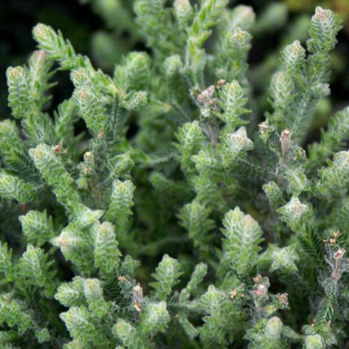 Struikheide 'Silver Knight' - Calluna vulgaris Silver Knight - Willemse