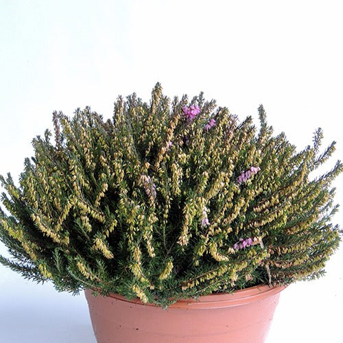 Winterheide 'J.W. Porter' - Erica darleyensis j.w porter - Willemse