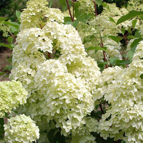 Pluimhortensia 'Diamantino'® - Willemse
