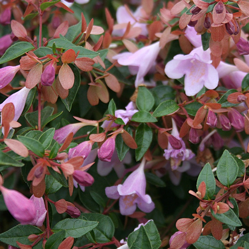 Abelia 'Ping Pong' - Abelia grandiflora Pink Pong ® - Willemse