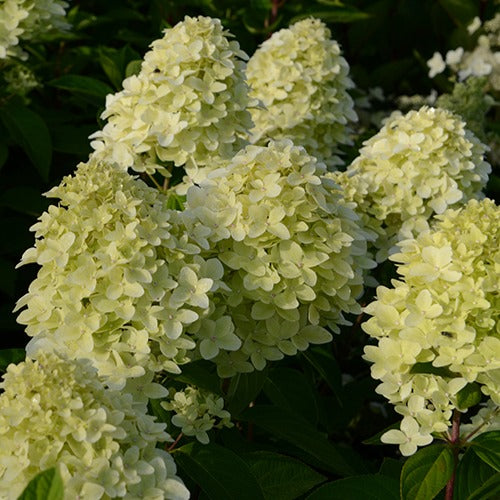 Hydrangea paniculata magical ® candle - Pluimhortensia Magical® 'Candle' - Pluimhortensia