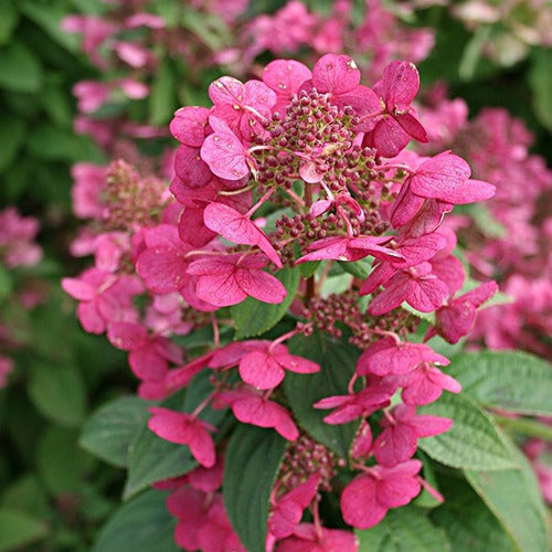 Pluimhortensia Magical® 'Fire' - Hydrangea paniculata magical fire - Willemse
