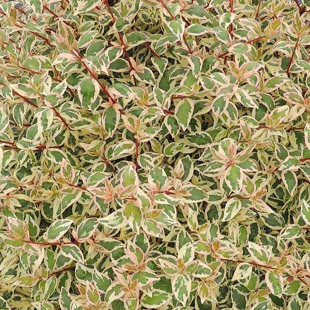 Abelia 'Lady Pink' - Abelia grandiflora pink lady - Willemse