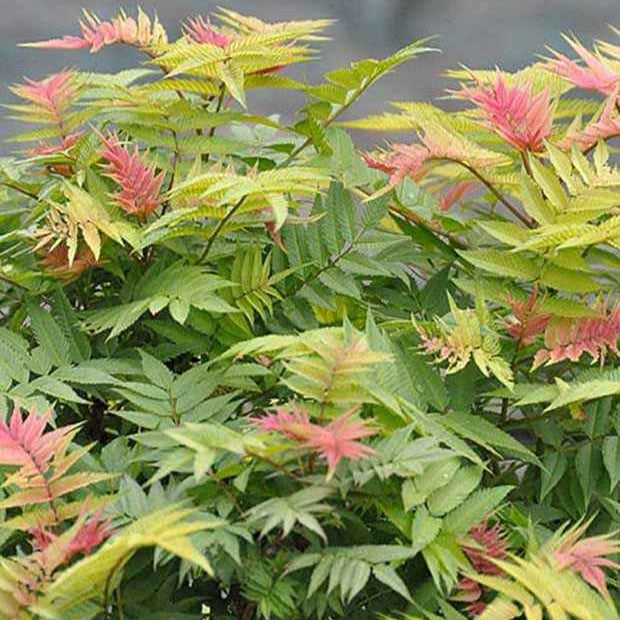 Lijsterbesspirea 'Pink Hopi'® - Sorbaria sorbifolia pink hopi ® - Willemse