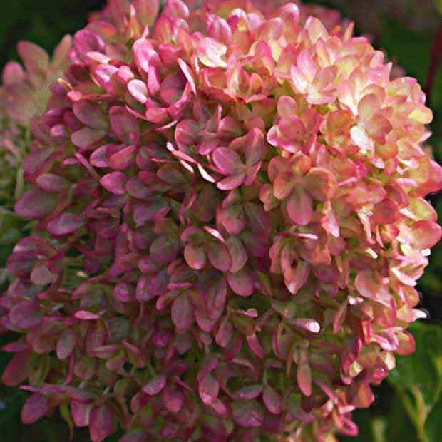 Hydrangea paniculata romantic ace ® 'renvagor' - Pluimhortensia 'Romantic Ace'® 'Renvagor' - Pluimhortensia