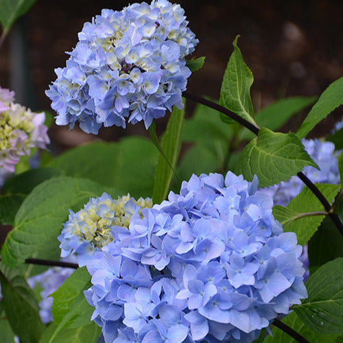 Boerenhortensia 'So Long® Ebony Monmar' - Willemse