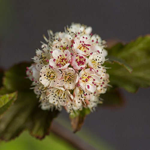 Blaasspirea 'Amber Jubilé® Jefam' - Physocarpus opulifolius amber jubilee ® 'jefam' - Willemse