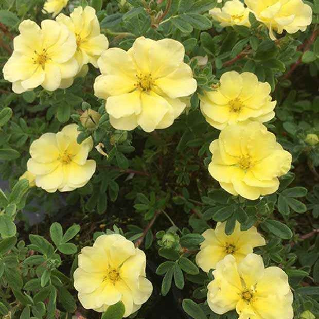 Ganzerik 'Lemon Meringue' - Potentilla fruticosa lemon meringue - Willemse