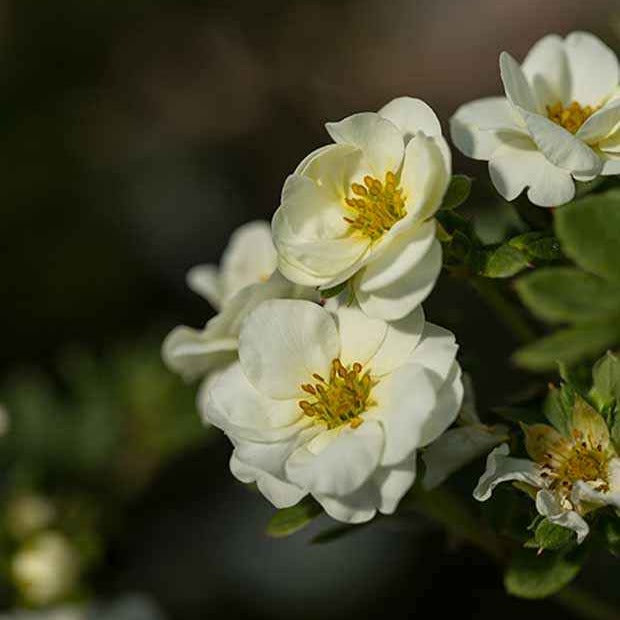 Ganzerik 'Crème Brûlée' - Potentilla fruticosa creme brûlée - Willemse