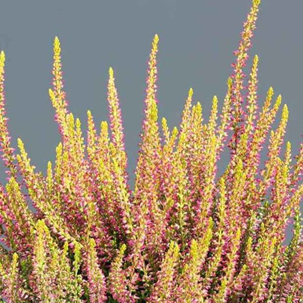 Dopheide 'Golden Angie' - Calluna vulgaris golden angie - Willemse