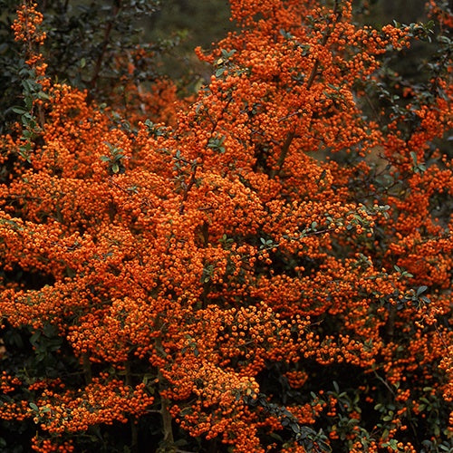 Vuurdoorn 'Saphyr® Orange Cadange' - Pyracantha saphyr ® orange'cadange' - Willemse