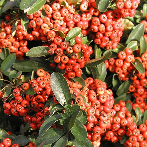 Vuurdoorn 'Saphyr® Rouge Cadrou' - Willemse