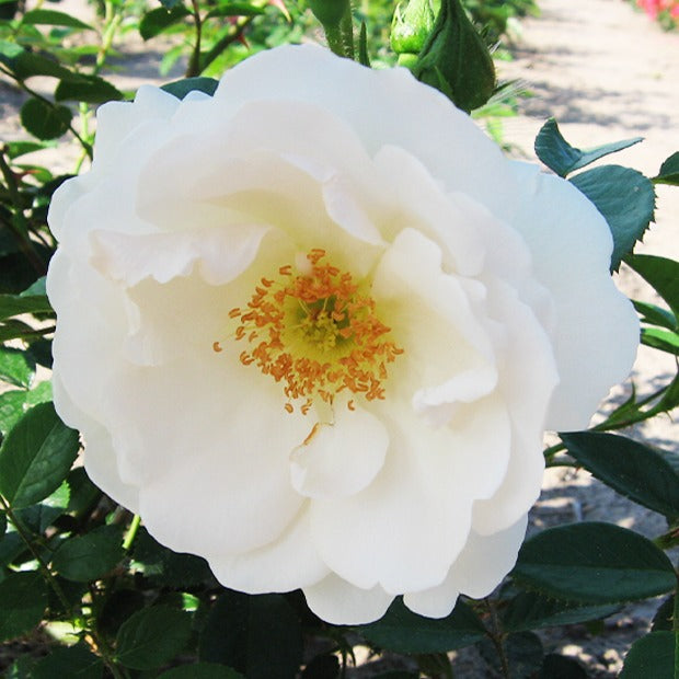 Klimroos 'Hella' - Willemse