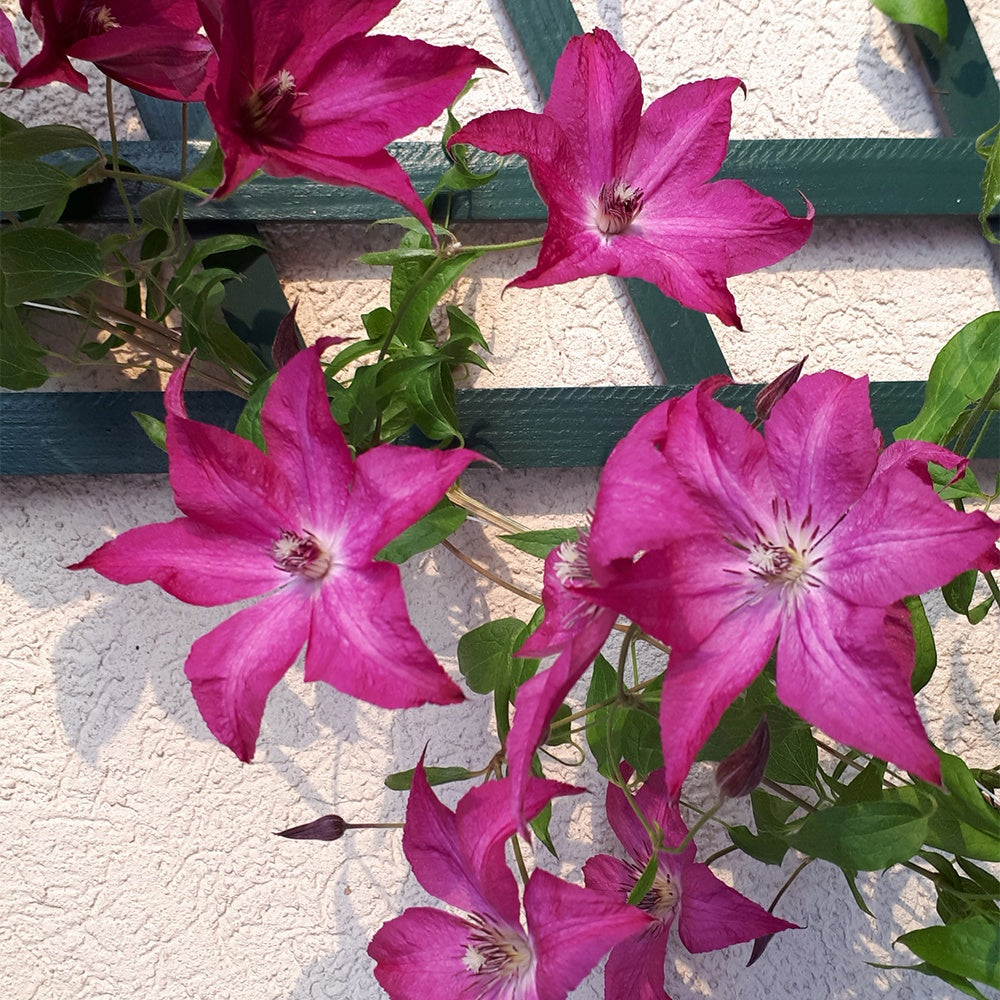 Bosrank 'Nancy' / 'Jour de la terre'® - Clematis integrifolia nancy jour de la terre®clemi - Willemse