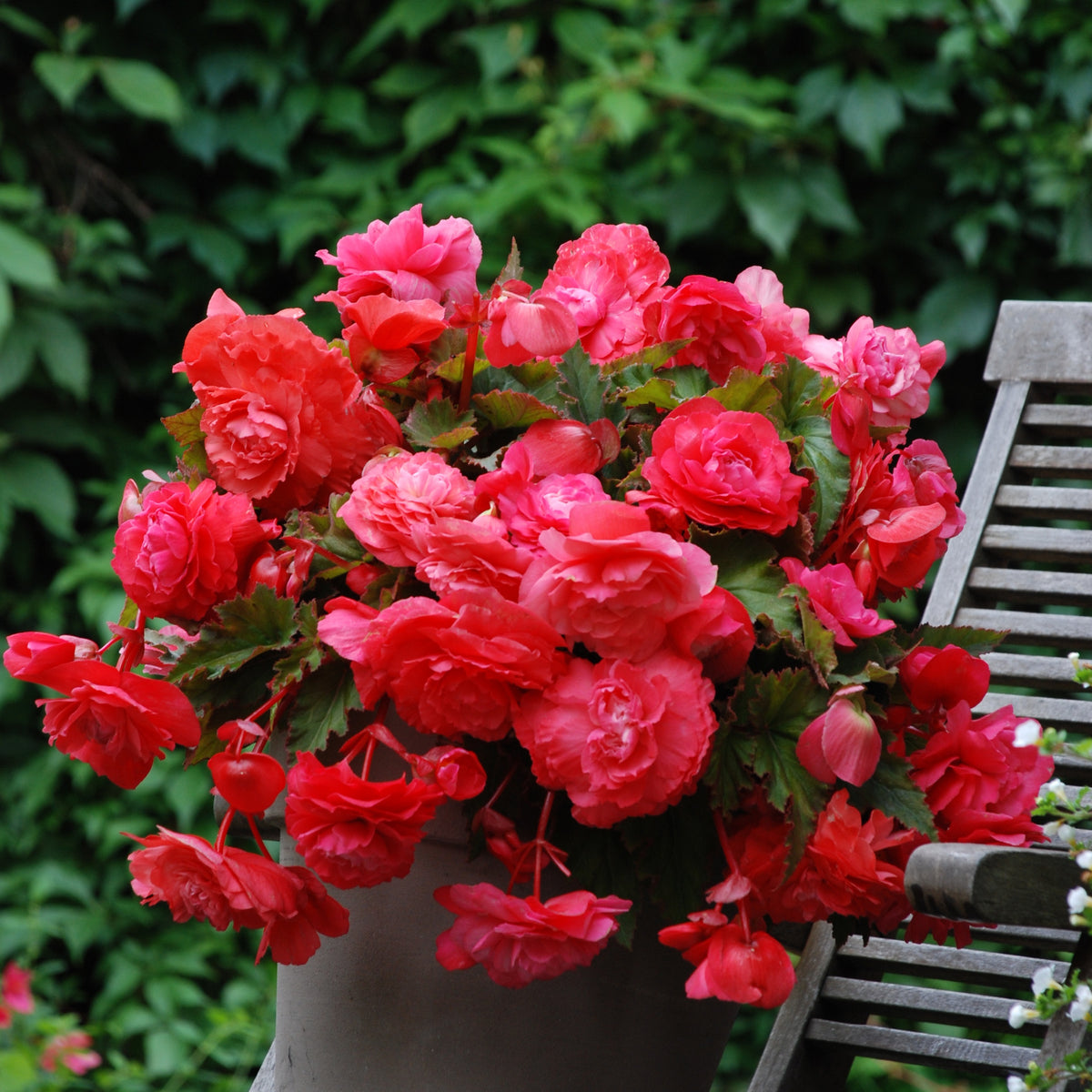 Hangbegonia 'Pink Delight' (x5) - Willemse